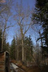 Mature Balsam Poplar in Early Spring