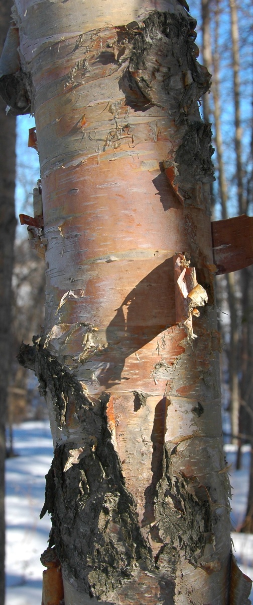 Pink Bark on Birch