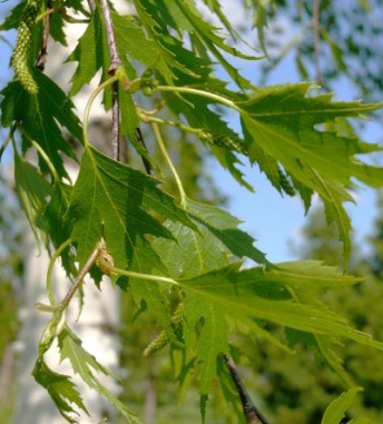 Cutleaf birch leaves