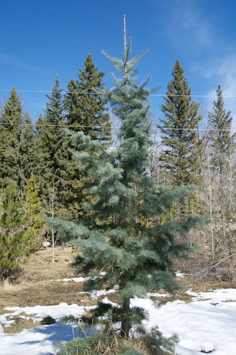 Concolor Fir