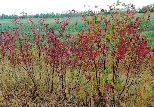 Dogwood Shelterbelt in Fall