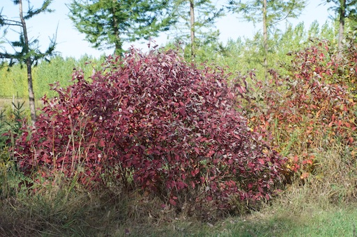 Dogwood early fall colour