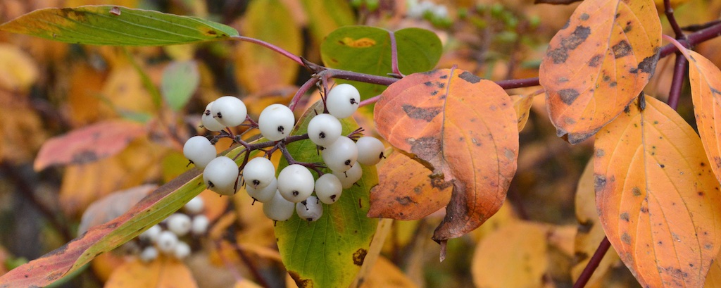Dogwood Fall Colour