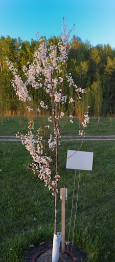 Princess Kay Flowering Plum