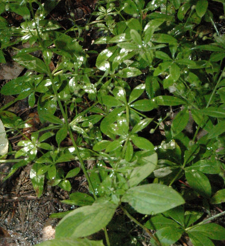 Bedstraw
