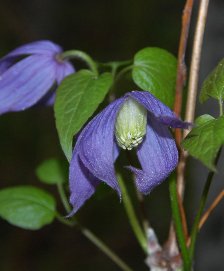 Clematis