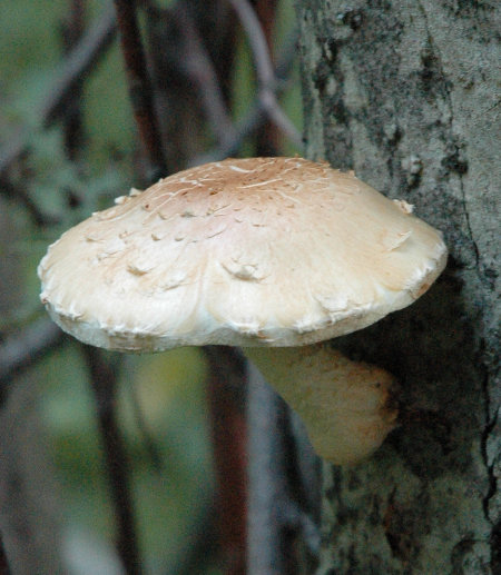 Mushroom on tree
