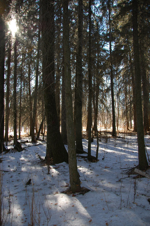 Spruce forest floor in winter