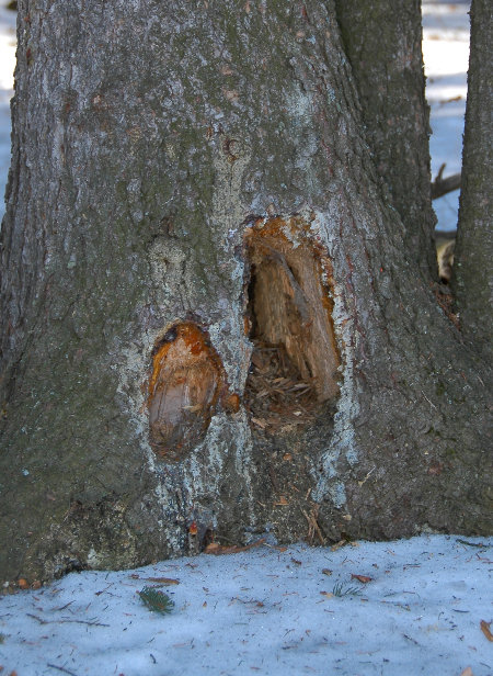Woodpecker Dining spot