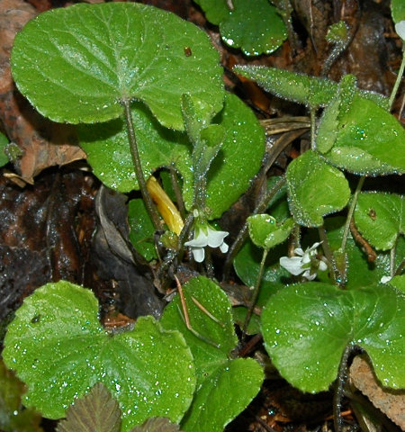 Woods Violet