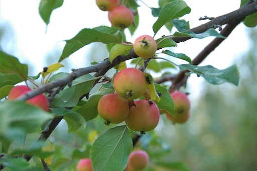Crab apples