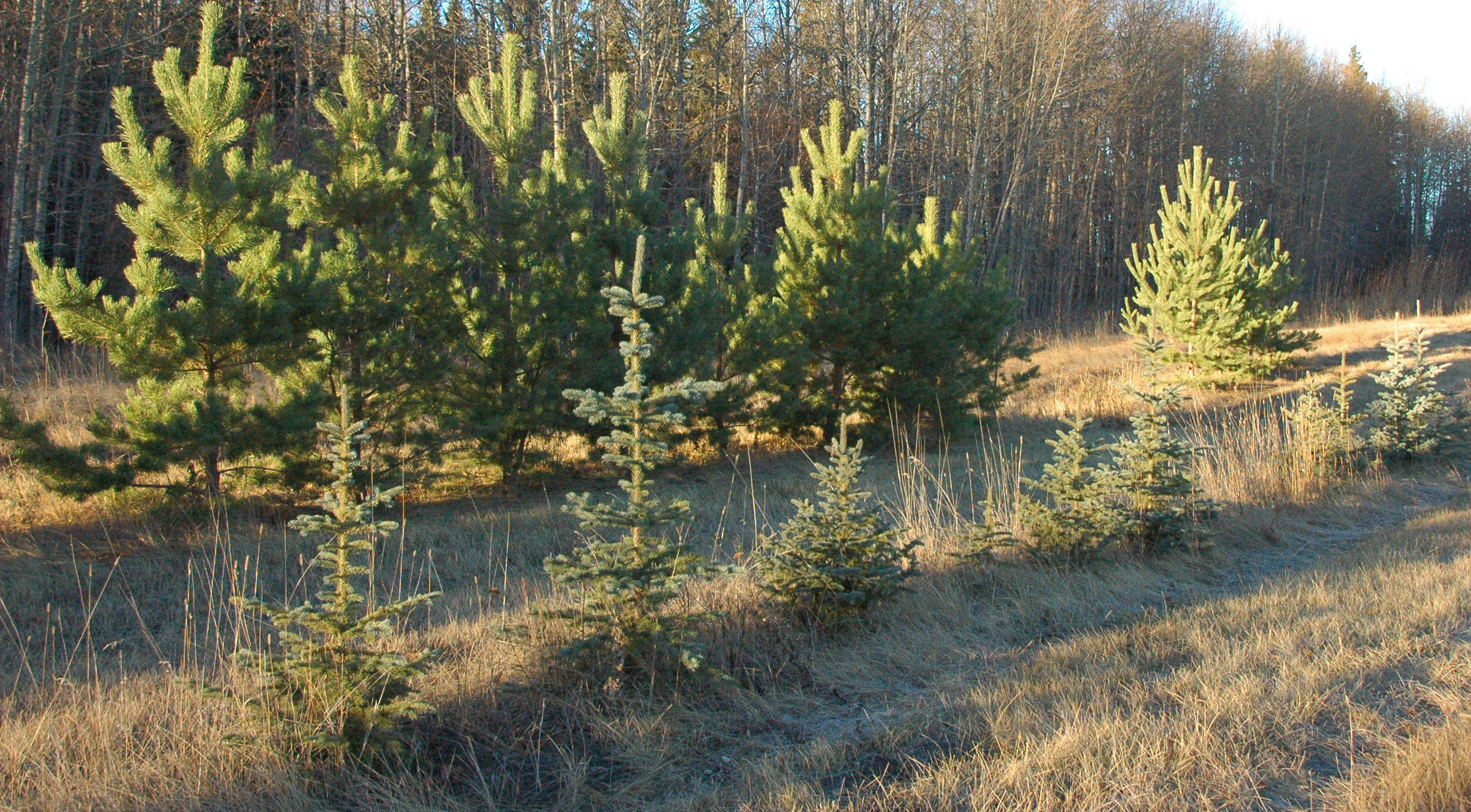 Mixed Trees