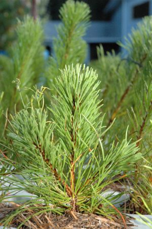 Mountain Pine