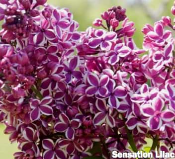 Sensation Lilac