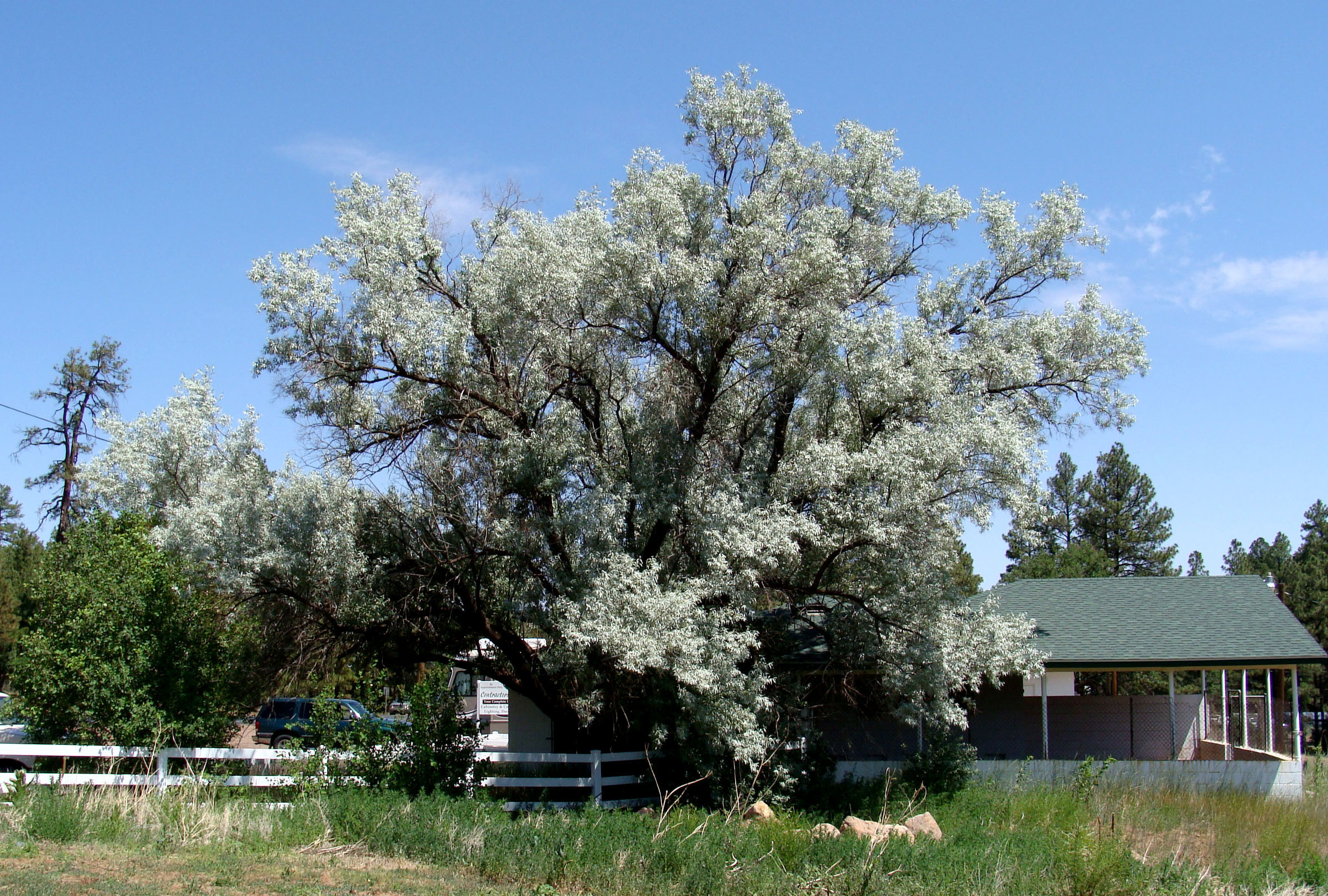 Big Russian Olive Tree