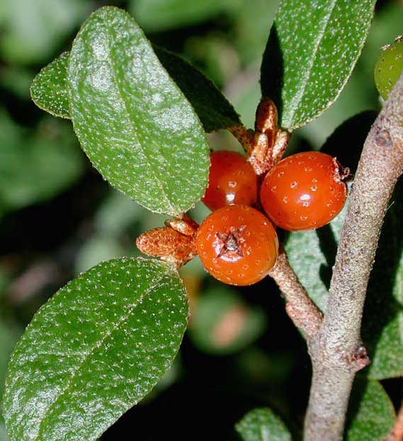 Canada Buffaloberry leaves and fruit