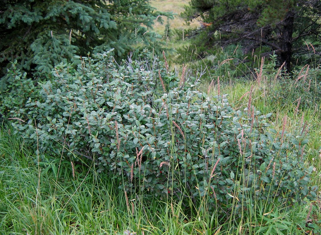 Full Shrub