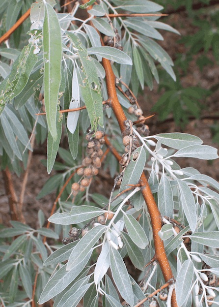 Russian Olive Branch