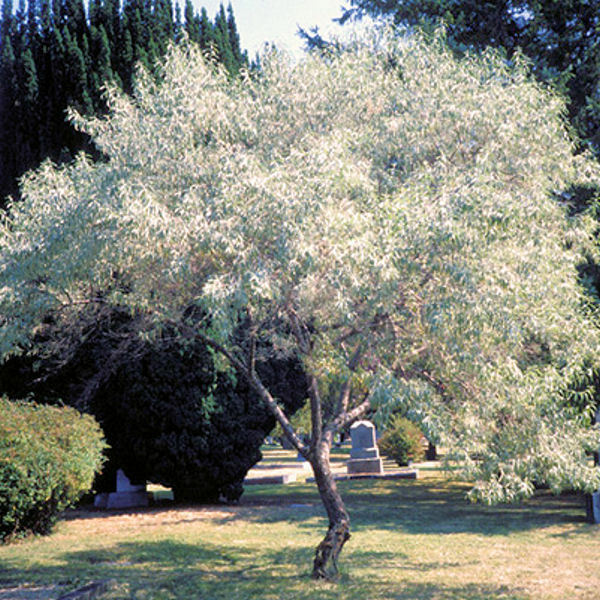 Russian Olive