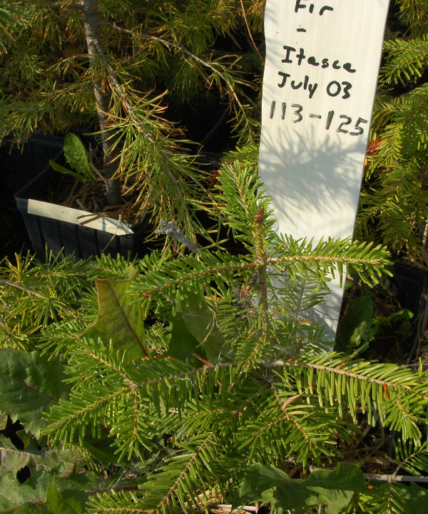 Veitch Fir