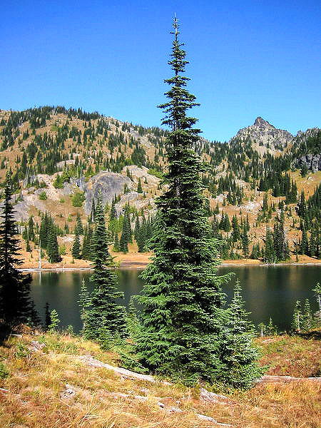 Concolor Fir