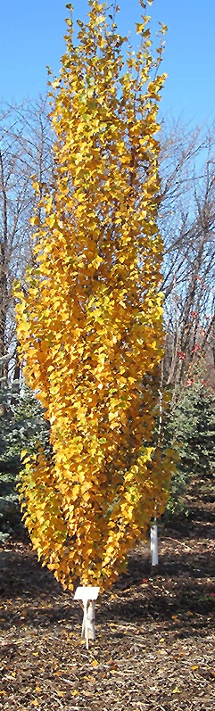 Parkland Pillar in Fall Colour