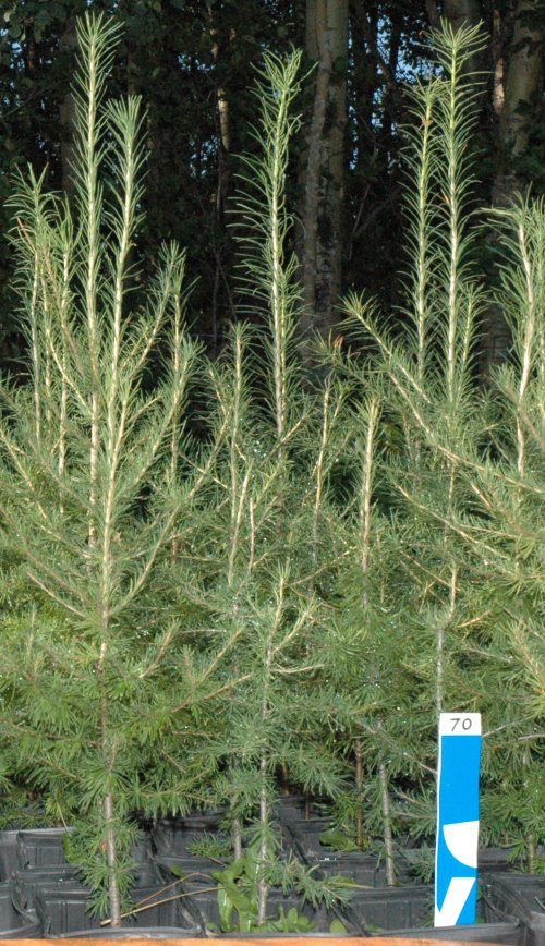 Potted Larch