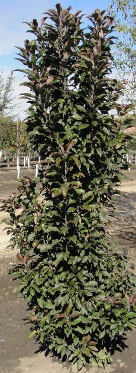 Emerald Spire Crabapple