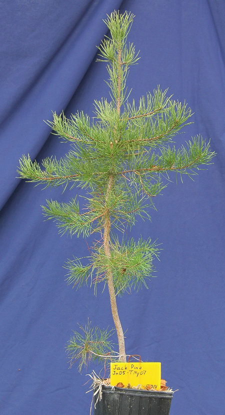 Jack Pine