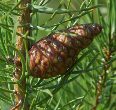 Jack Pine