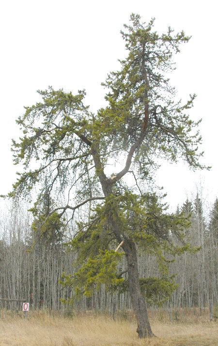Jack Pine