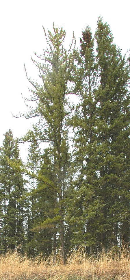 Jack Pine