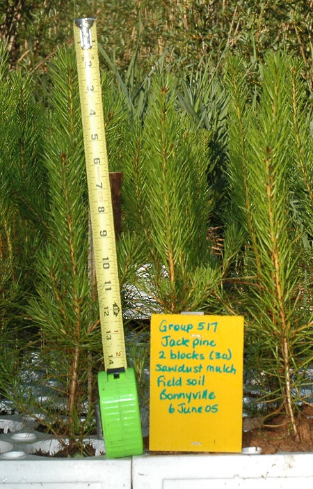 Jack Pine