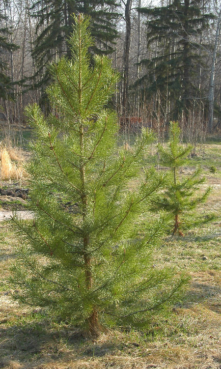 Lodgepole Pine in yard