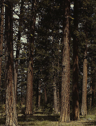Ponderosa Grove