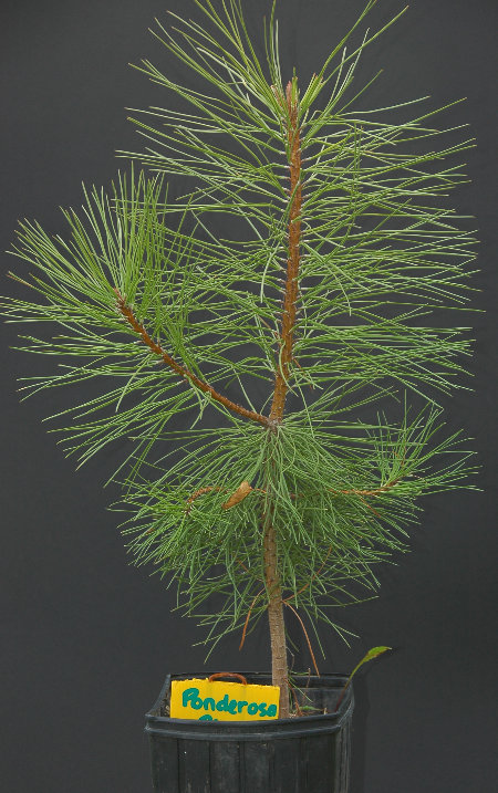 Ponderosa Pine