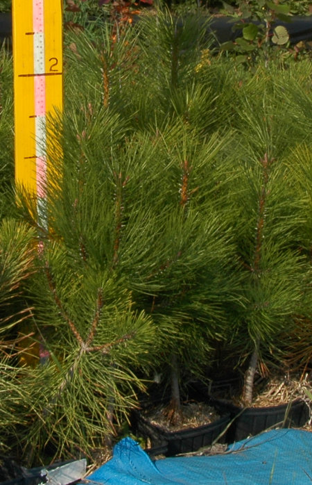 Ponderosa Pine
