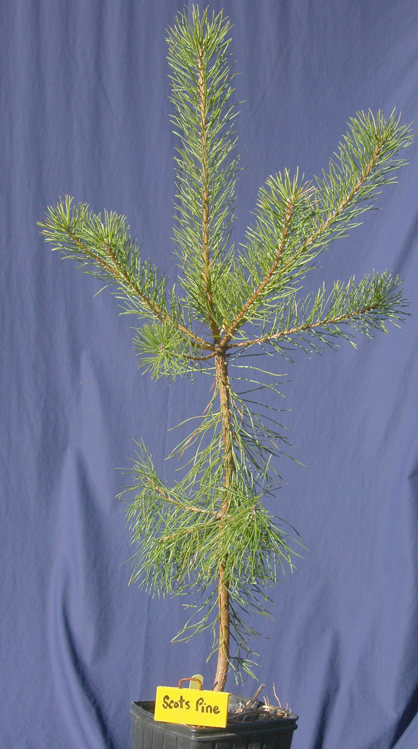 Scots Pine in 2 gallon stuewe pot