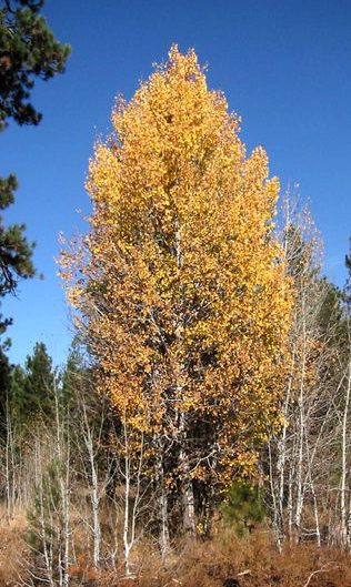 Trembling aspen in Fall Colours
