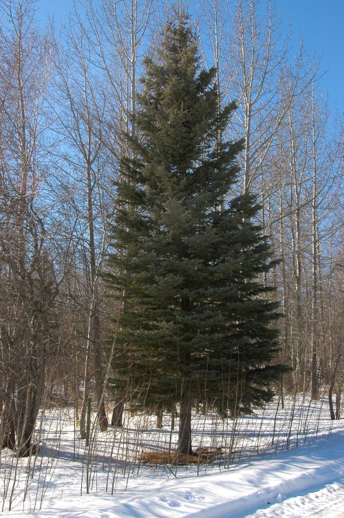 Middle-aged White Spruce