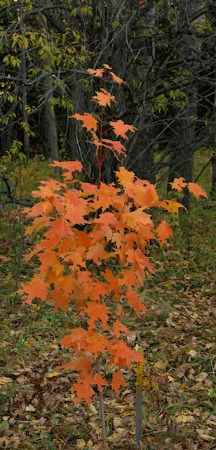 Sugar Maple